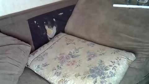 lillybae1811 online show from June 10, 2026, 8:02 am