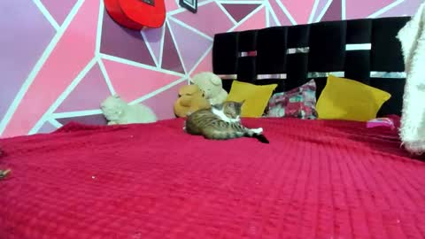          --- Onlyfans Free --  online show from December 20, 2025, 3:02 am