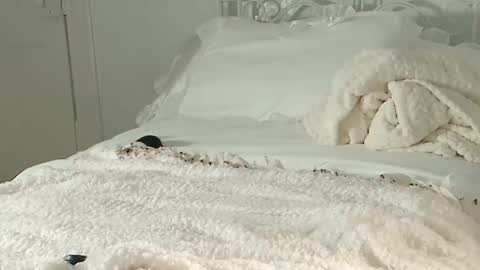 Snapshot of littlegreekflower chatting on February 1, 2025, 11:16 pm Audra A online show from February 1, 2025, 11:16 pm