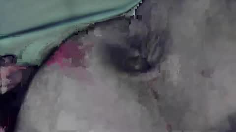 Snapshot of lofkok chatting on March 12, 2025, 4:13 pm lofkok online show from March 12, 2025, 4:13 pm