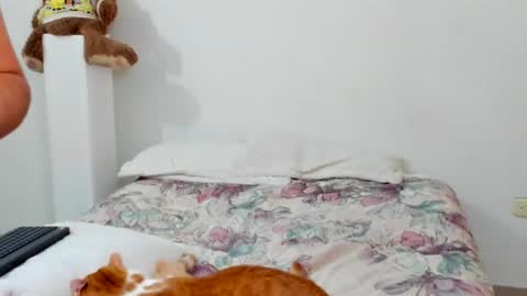 luara__01__lecat_1 online show from February 11, 2026, 10:53 am