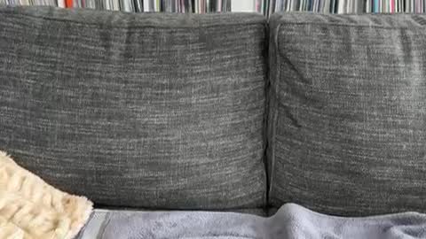 Snapshot of majortazer chatting on December 3, 2024, 9:23 pm majortazer online show from December 3, 2024, 9:23 pm