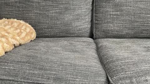 Snapshot of majortazer chatting on February 17, 2025, 10:58 pm majortazer online show from February 17, 2025, 10:58 pm