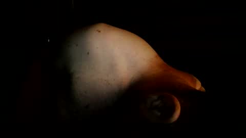 guywittitsndick online show from August 2, 2026, 8:35 am