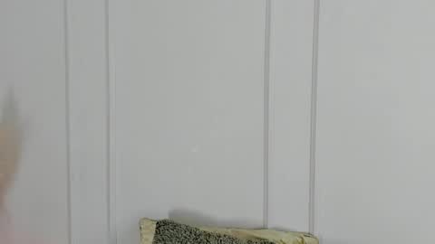 Maria Pettit online show from April 19, 2026, 10:36 am