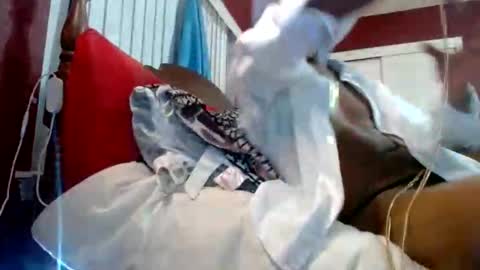 Reparations for the departed online show from October 18, 2025, 6:58 am