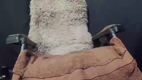 Snapshot of maximus_oreally chatting on January 8, 2025, 9:34 pm Max online show from January 8, 2025, 9:34 pm