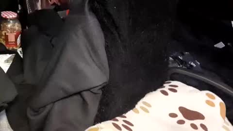 Snapshot of menyy666 chatting on January 24, 2025, 4:16 am Giorggio Fragacci online show from January 24, 2025, 4:16 am