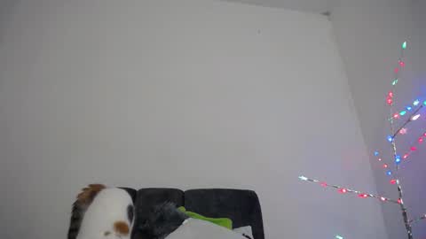 M I A online show from December 18, 2025, 10:32 am