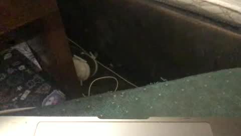 Snapshot of mswhoknows chatting on January 11, 2026, 5:29 pm Tara Jane online show from January 11, 2026, 5:29 pm