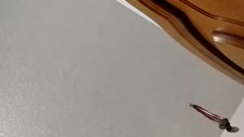 nightnightlol online show from February 11, 2025, 3:08 pm