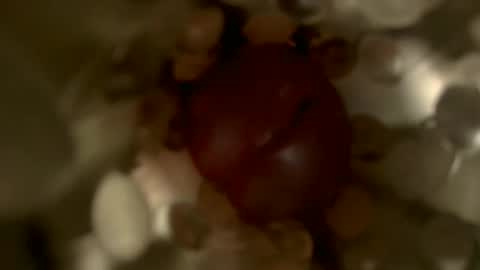 nocturnusfuz online show from January 30, 2025, 2:47 pm