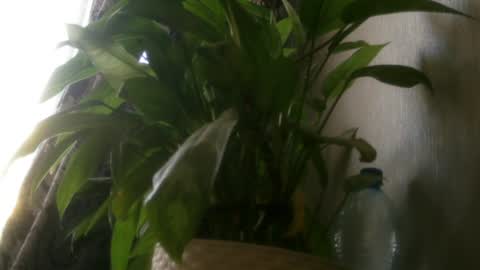pamela_passion online show from July 20, 2026, 11:23 am