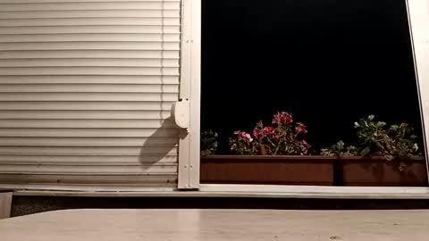 Snapshot of pamid215 chatting on November 4, 2025, 5:34 pm angel hris online show from November 4, 2025, 5:34 pm