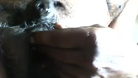 pappi_rambo online show from July 17, 2026, 1:29 pm