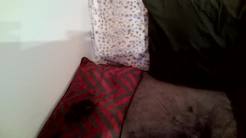 Parlay tellio online show from January 29, 2025, 2:30 am