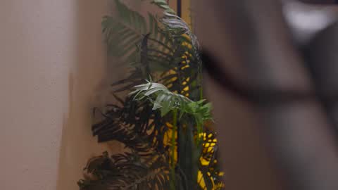 Snapshot of patricia_bennett chatting on December 1, 2025, 6:02 pm Patricia online show from December 1, 2025, 6:02 pm