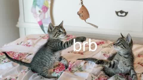 Snapshot of pink_girl0n chatting on November 6, 2025, 12:22 am Kitty online show from November 6, 2025, 12:22 am