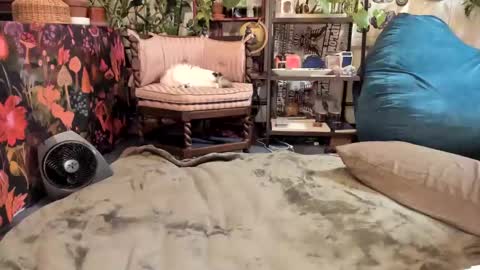 Goddess Pluto online show from January 19, 2025, 10:06 pm