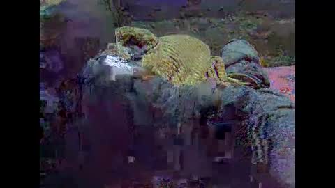 precious_nesh online show from May 21, 2026, 7:15 am