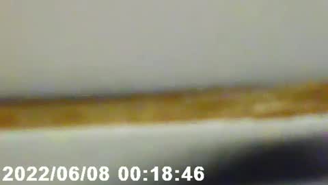 pretty_boy_jack online show from February 12, 2025, 2:56 am