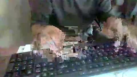 pup_y online show from September 17, 2025, 2:52 pm