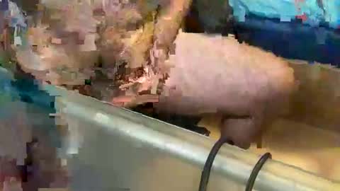 pussy_muncher_691 online show from October 8, 2025, 6:05 pm