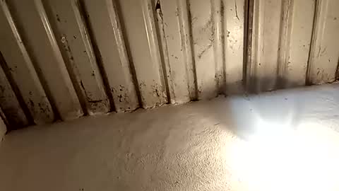 reinft online show from February 11, 2026, 2:16 am