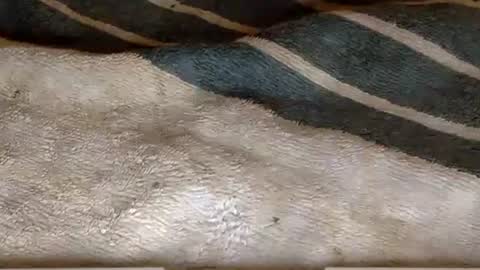 rimachaka online show from December 27, 2024, 8:18 pm