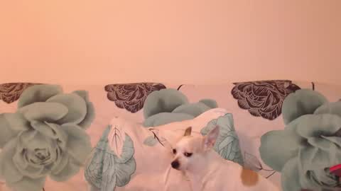 Snapshot of riri_mojo_92 chatting on November 25, 2025, 10:32 pm riri_mojo_92 online show from November 25, 2025, 10:32 pm