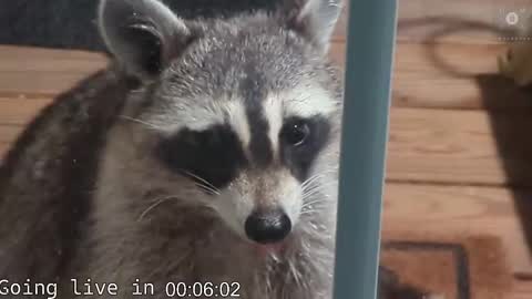 Ryan aka KeylimeRy online show from November 19, 2025, 8:03 am