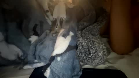 roarmance1 online show from October 30, 2025, 5:35 pm