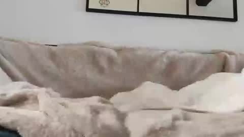 Snapshot of ruan8080 chatting on January 31, 2025, 11:46 am petit cochon online show from January 31, 2025, 11:46 am