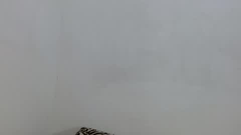 salome online show from November 4, 2025, 6:29 pm