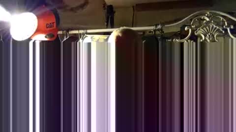 Snapshot of scoutiii chatting on October 15, 2025, 11:43 am scoutiii online show from October 15, 2025, 11:43 am