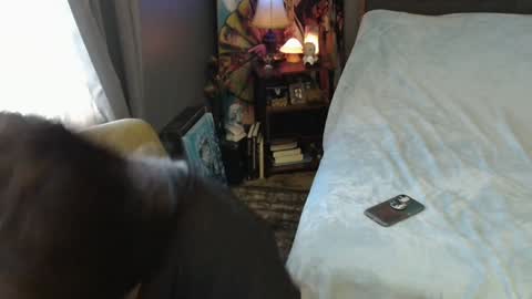 Snapshot of sentfrmheaven chatting on February 2, 2025, 4:00 pm Tara online show from February 2, 2025, 4:00 pm