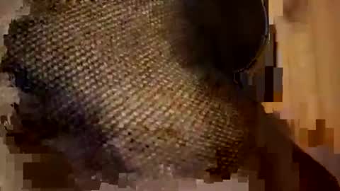 Forever Erotica online show from November 9, 2025, 11:25 pm