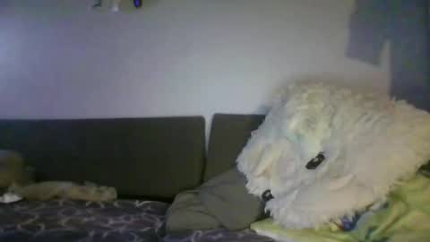 shafte1981 online show from June 2, 2026, 10:01 pm