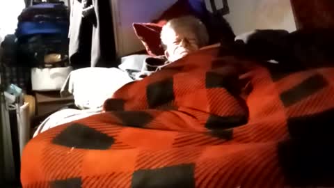 Shamroc online show from December 4, 2024, 12:03 pm