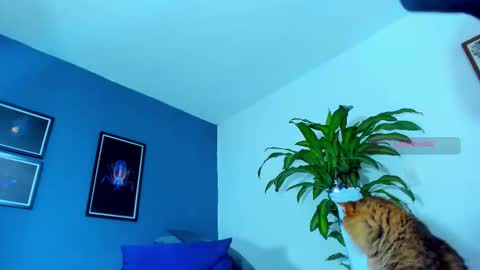 Snapshot of silvabranko chatting on November 1, 2025, 12:12 am silvabranko online show from November 1, 2025, 12:12 am