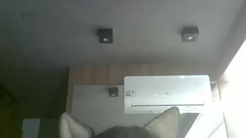 skinnykittencam online show from October 5, 2025, 12:53 am