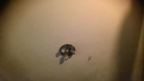 Snapshot of splinters18 chatting on January 25, 2025, 7:06 am watch me cum online show from January 25, 2025, 7:06 am