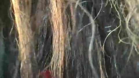 starjewelsxo12 online show from March 6, 2026, 3:30 pm