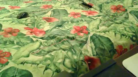 Rocco-load online show from December 18, 2025, 6:58 pm