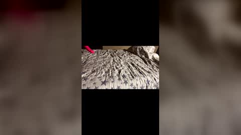 Stony online show from December 21, 2025, 11:28 am