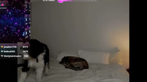 Selina Kyle online show from January 25, 2025, 4:13 am