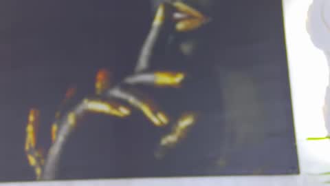 Snapshot of tiffanyhardy chatting on February 24, 2025, 2:15 pm Alexa online show from February 24, 2025, 2:15 pm