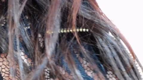 tinakay1 online show from December 17, 2024, 12:11 pm