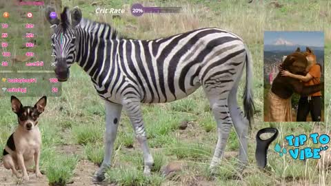 Tomaz62a online show from November 1, 2025, 7:38 pm