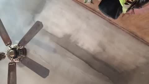 Snapshot of treeguyroc chatting on February 27, 2026, 4:40 pm treeguyroc online show from February 27, 2026, 4:40 pm